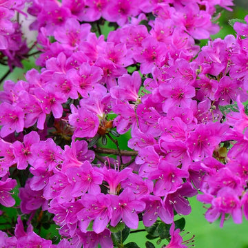 Violet Azalea Seeds