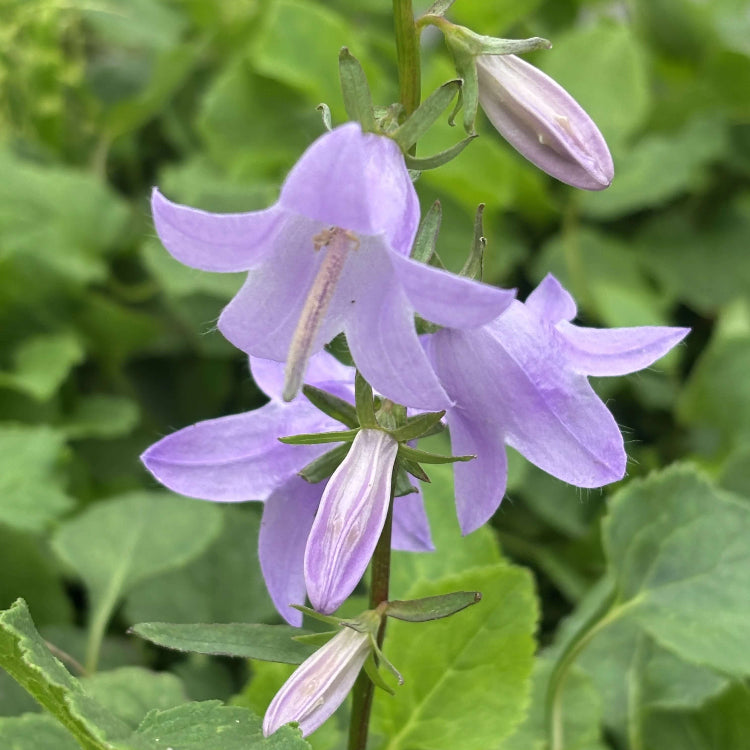 Violet Bell Orchid Seeds