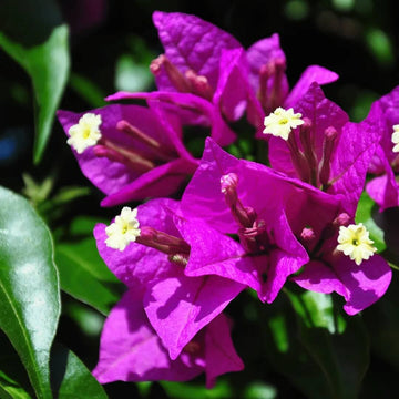 Violet Bougainvillea Seeds - Flower Plant
