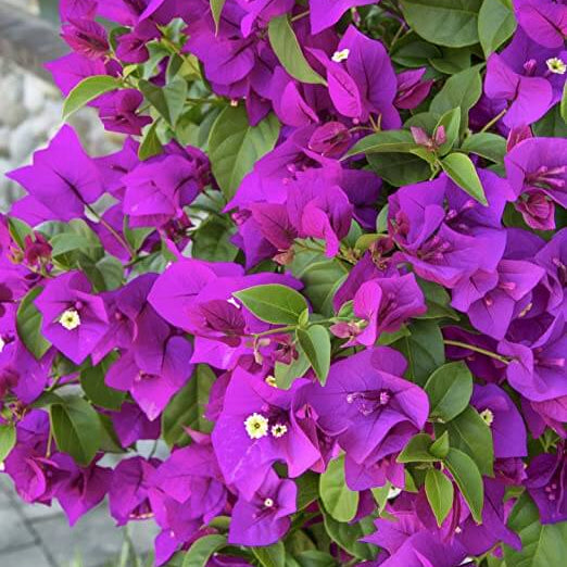 Violet Bougainvillea Seeds - Flower Plant