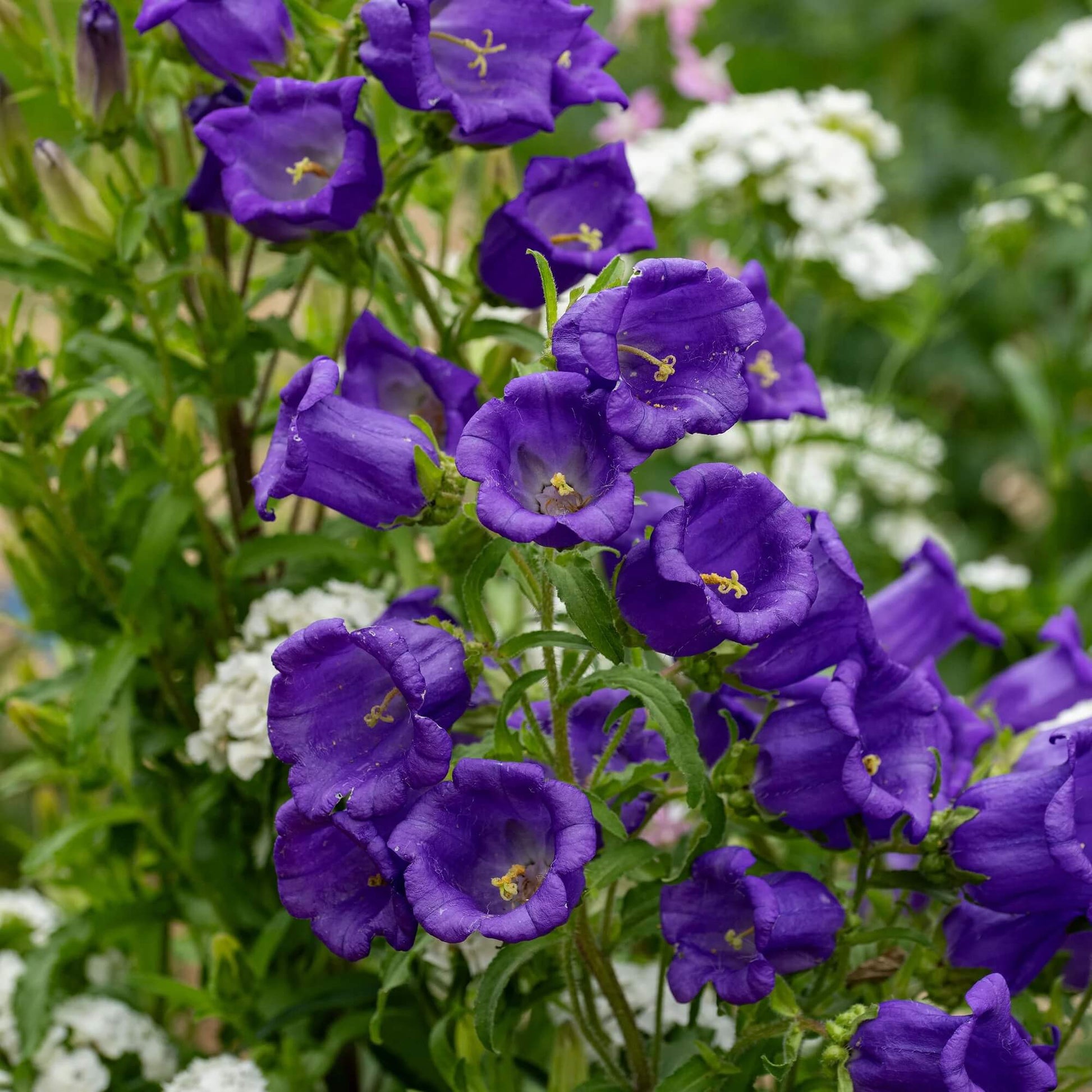 Violet Canterbury Bells Seeds – Wildflower Mix Heirloom