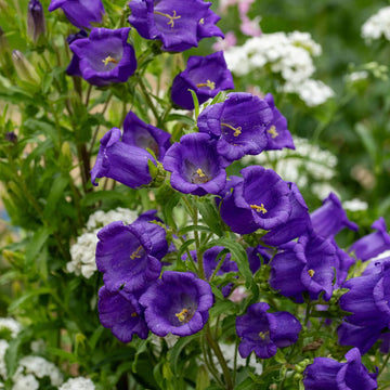 Violet Canterbury Bells Seeds – Wildflower Mix Heirloom