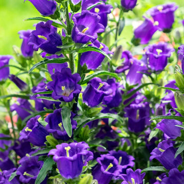 Violet Canterbury Bells Seeds – Wildflower Mix Heirloom
