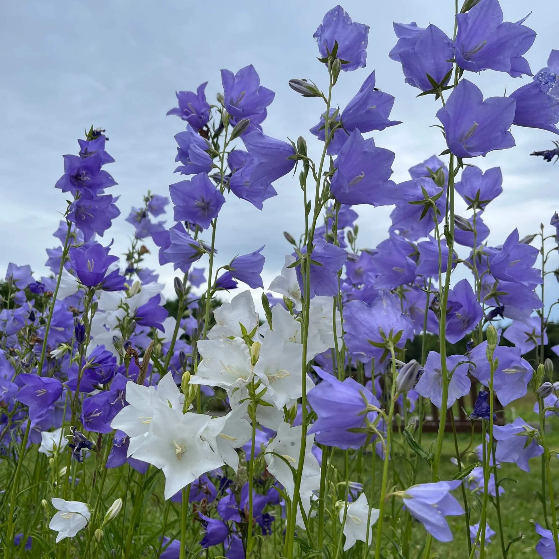 Violet Canterbury Bells Seeds – Wildflower Mix Heirloom