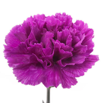 Violet Carnation Seeds 