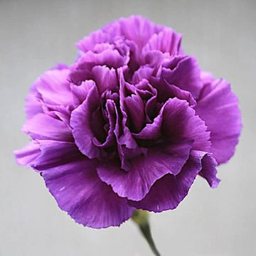 Violet Carnation Seeds 