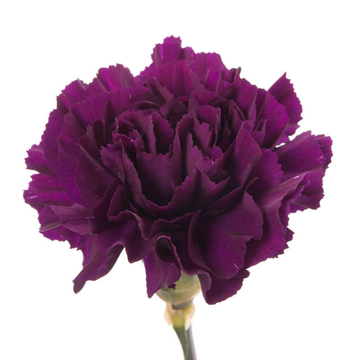 Violet Carnation Seeds 