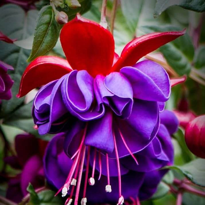 Violet Fuchsia Flower Seeds