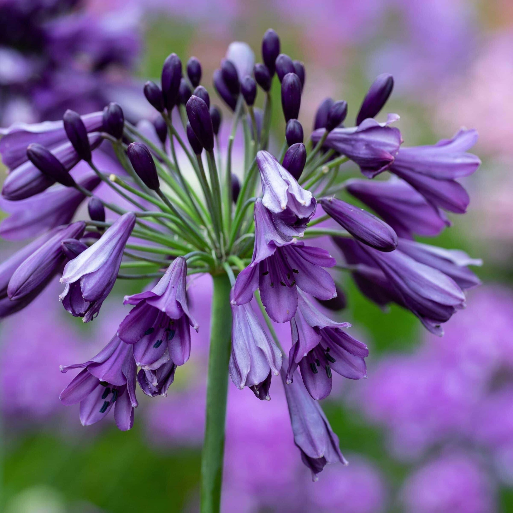 Violet Hardy Agapanthus Seeds