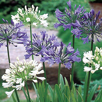 Violet Hardy Mixed Agapanthus Seeds 