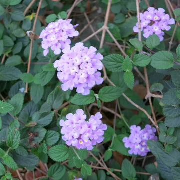 Violet Lantana Seeds - Flower Plant