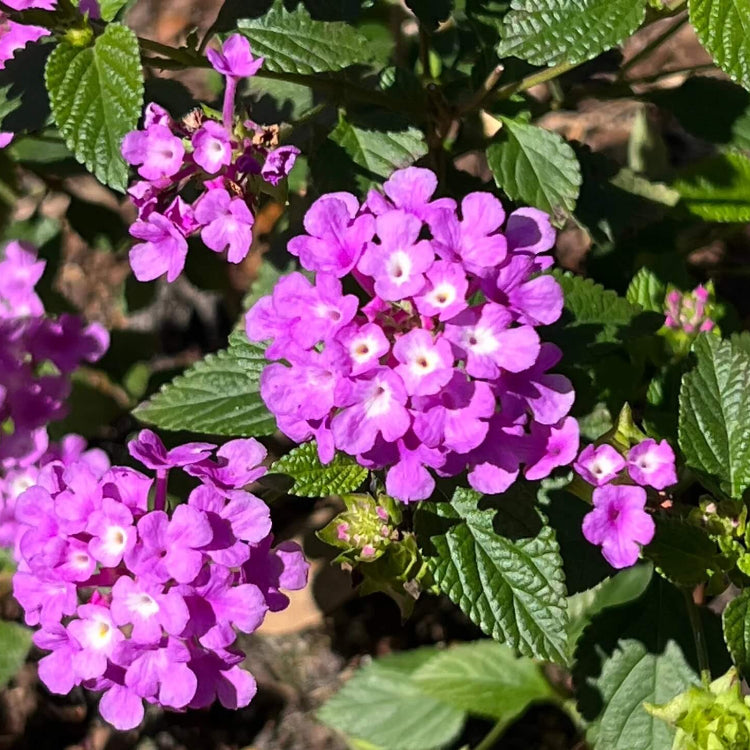 Violet Lantana Seeds - Flower Plant