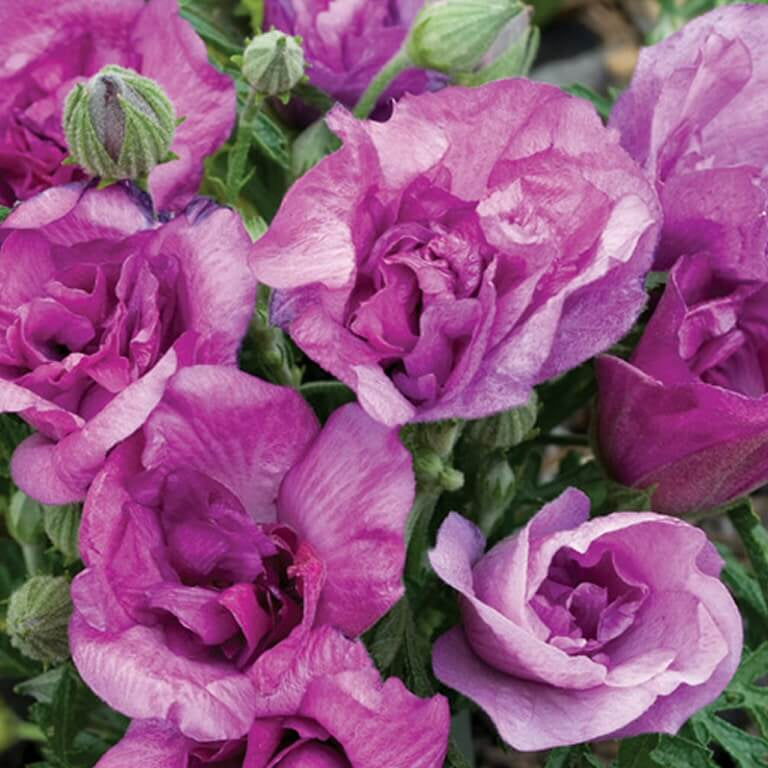 Light Violet Mini Violet Seeds | Ornamental Flower Seeds