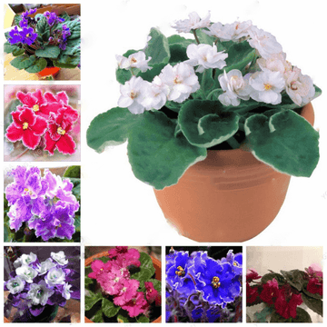 Violet Seeds – Mixed Color African