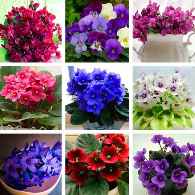 Violet Mixed Color African Seeds
