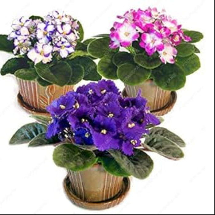 Violet Seeds – Mixed Color African