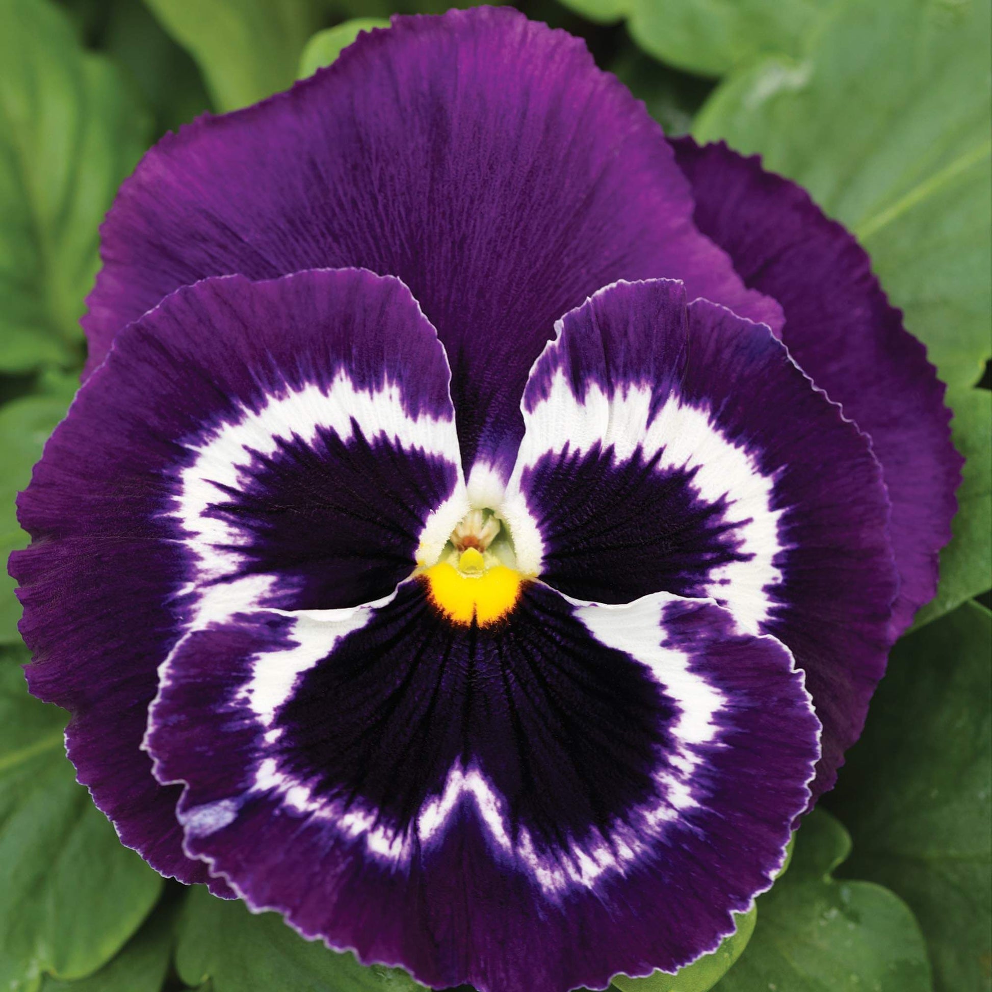 Violet Pansy Seeds – Compact Growth, Heirloom & Non-GMO
