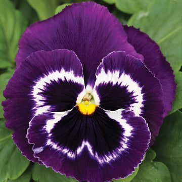 Violet Pansy Seeds – Compact Growth, Heirloom & Non-GMO