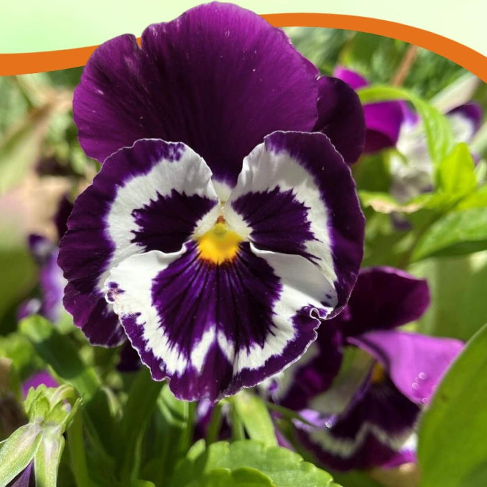 Violet Pansy Seeds – Compact Growth, Heirloom & Non-GMO