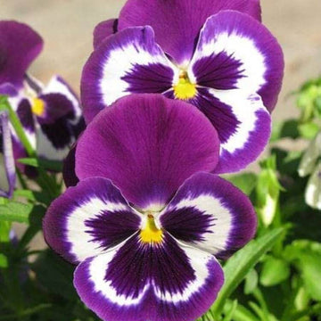 Violet Pansy Seeds