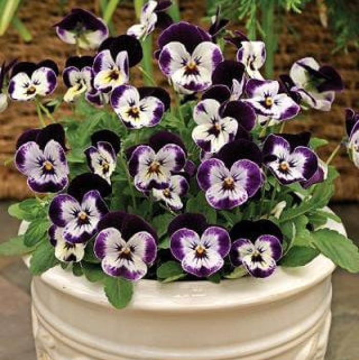 Violet Pansy Seeds – Compact Growth, Heirloom & Non-GMO