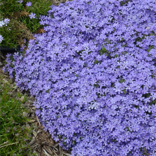 Violet Phlox Seeds 