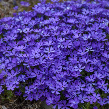 Violet Phlox Seeds 
