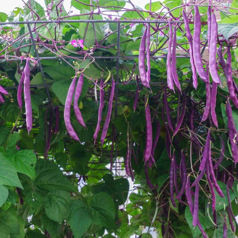 Violet Pole Bean Seeds