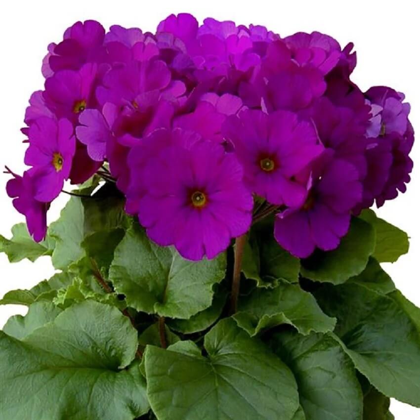 Violet Primula Seeds 