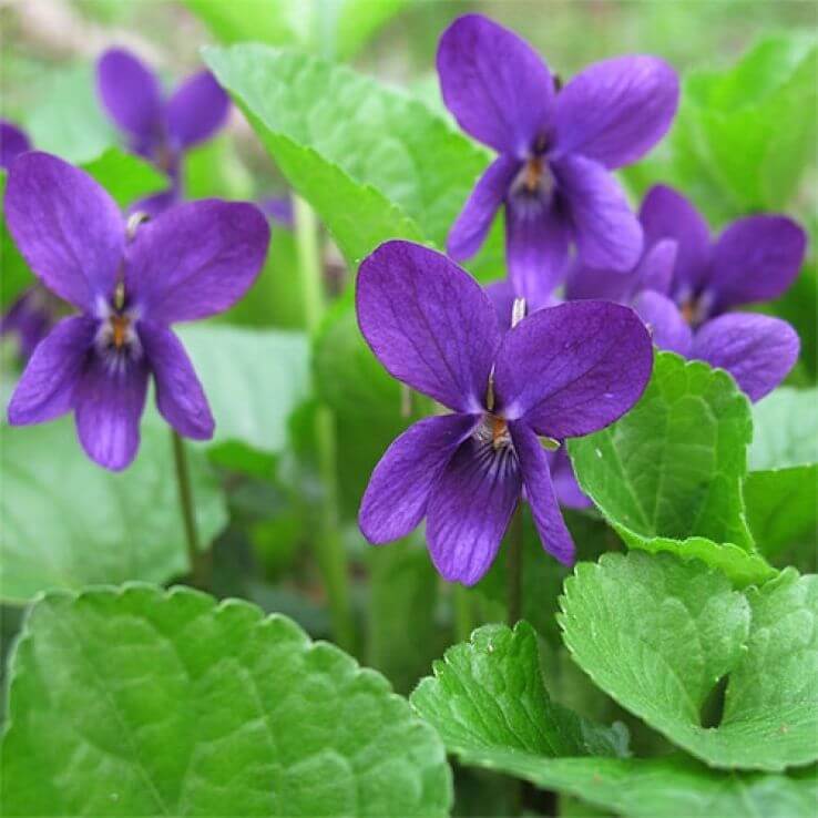 Violet Seeds – Queen Charlotte