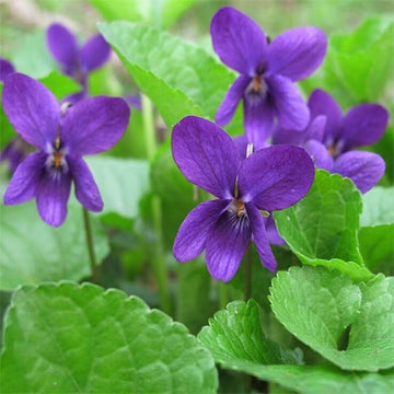 Violet Seeds – Queen Charlotte
