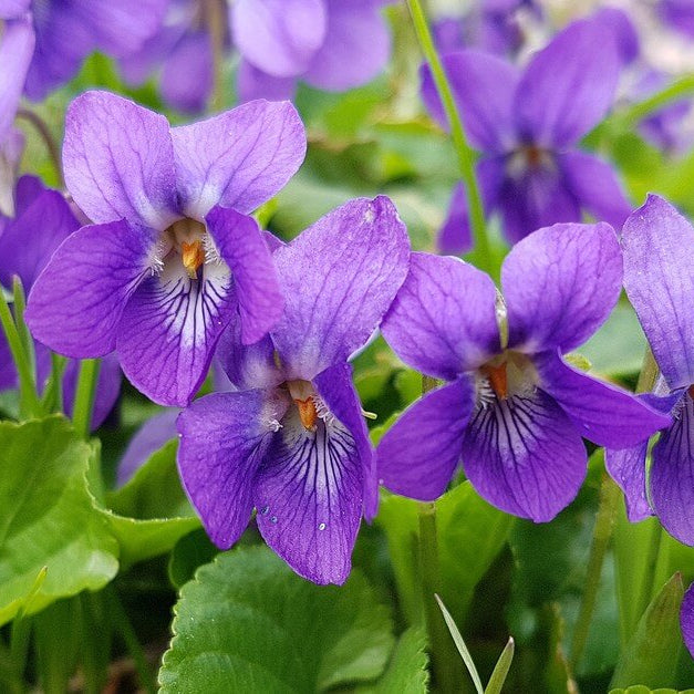 Violet Seeds – Queen Charlotte