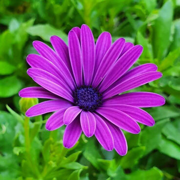 Violet Rigens Seeds – Wildflower Mix