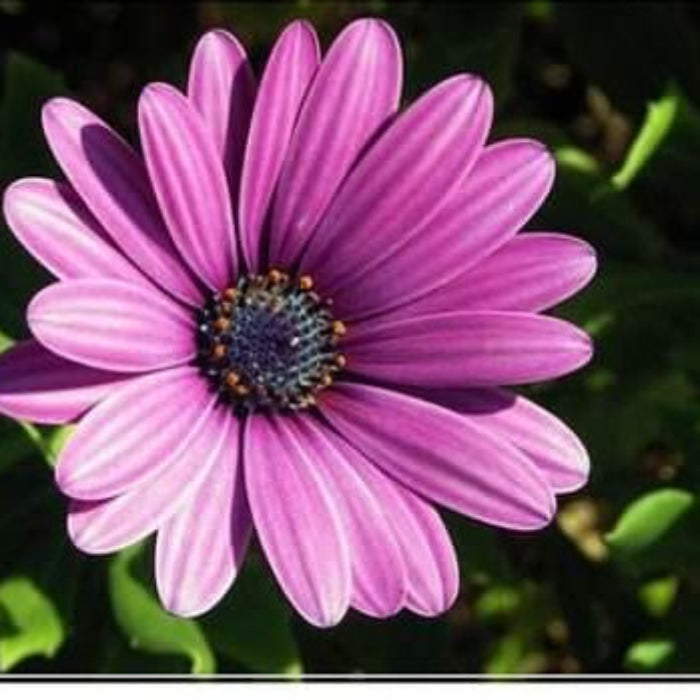 Violet Rigens Seeds – Wildflower Mix