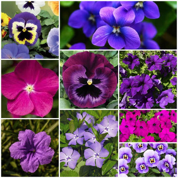 Violet Seeds - All In One For Home Gardens