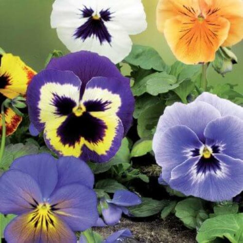 Violet Seeds - All In One For Home Gardens