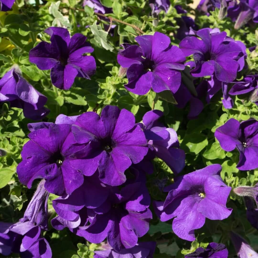 Violet Seeds - All In One For Home Gardens