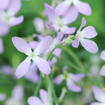 Violet Seeds - Russian Night