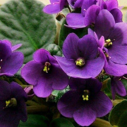 Violet Seeds – Futaba