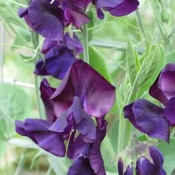 Violet Seeds – Mini Violet