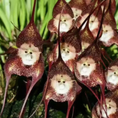 Violet Seeds – Monkey Face