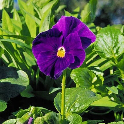 Violet Seeds – Standard Violet