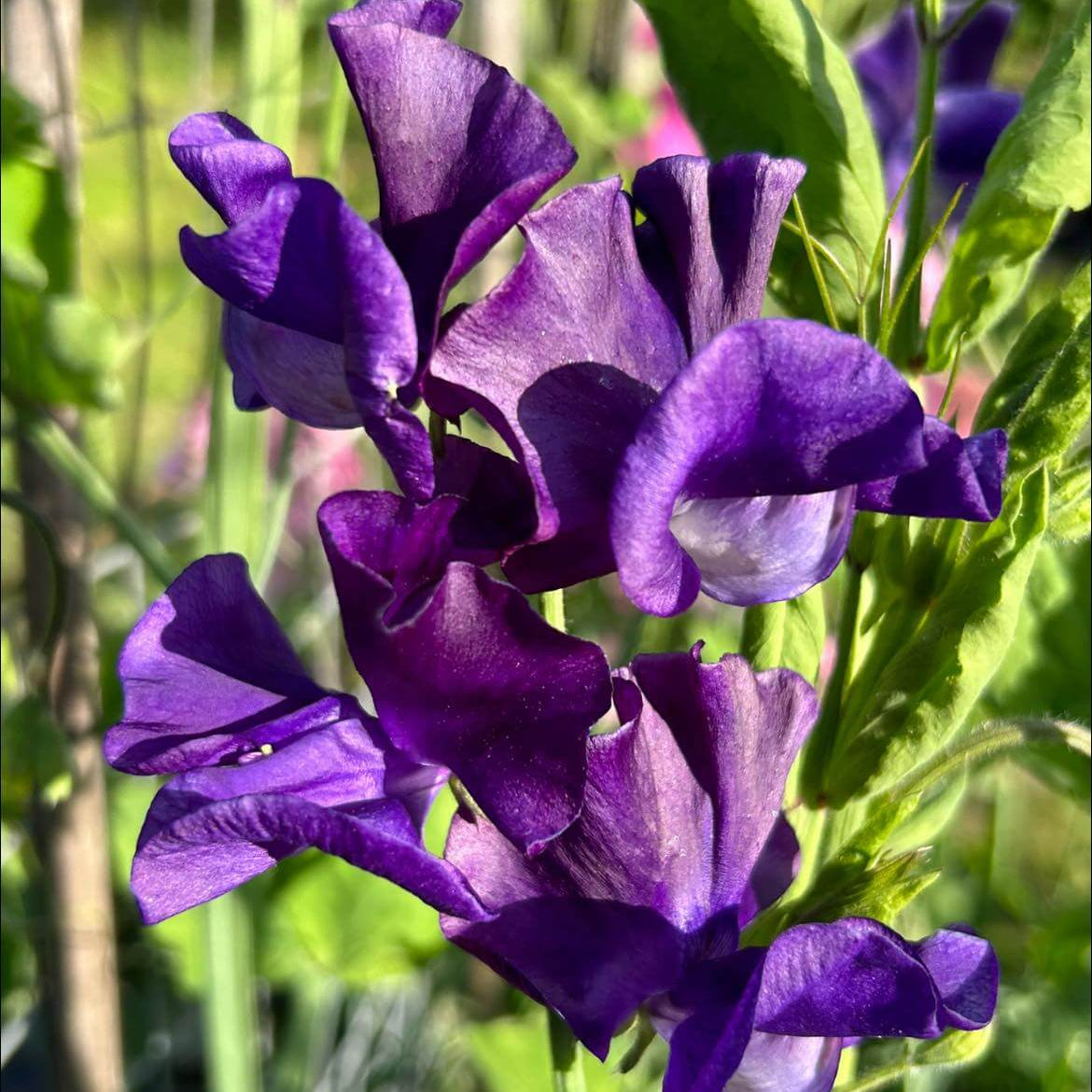 Violet Seeds – Mini Violet