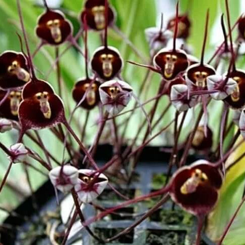 Violet Seeds – Monkey Face