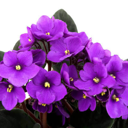 Violet Seeds – Futaba