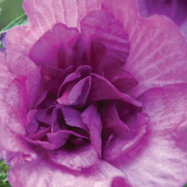 Violet Seeds – Light Violet Mini