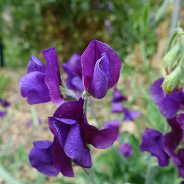 Violet Seeds – Mini Violet