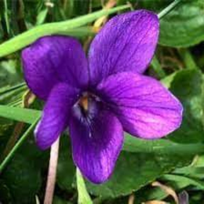 Violet Seeds – Queen Charlotte