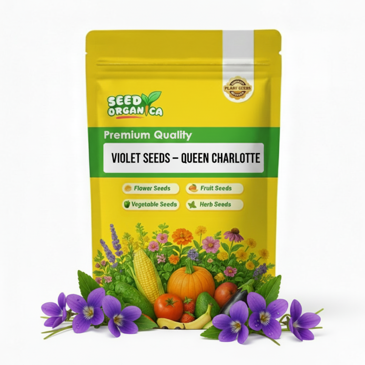 Violet Seeds – Queen Charlotte