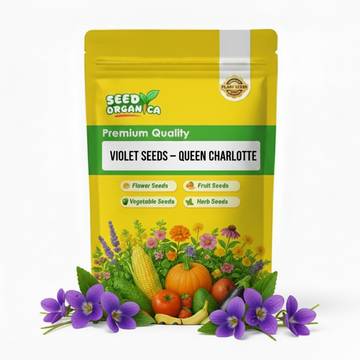 Violet Seeds – Queen Charlotte